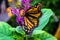 Butterfly on Flower in Colorado