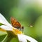 butterfly on the flower, copy space, white flower, yellow butterfly