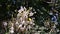 Butterfly at flower of cork tree