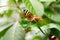 Butterfly on flower daylight