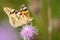 Butterfly on the flower feeding on nectar