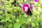 Butterfly on a flower. field with crimson flowers. overgrown grass