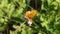 butterfly on a flower in the forest.