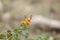 Butterfly on a flower with green leafs