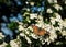 Butterfly on a flower hawthorn
