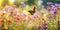 butterfly on flower Image of monarch butterfly on sunflower with blurred background Nature stock photo of insect close up The most