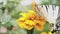 Butterfly on a flower. The insect collects and drinks nectar honey from the yellow flower head.