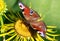 Butterfly on a flower inula.