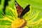 Butterfly on a flower inula. Shallow depth of field