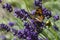 A butterfly on the flower of Lavandula lavender