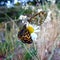 Butterfly flower margarita