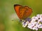 Butterfly on a flower. Scarce copper, Lycaena virgaureae (male)