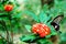 Butterfly and Flower in Taiwan, insect, nature