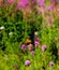 Butterfly on a flower with two bees