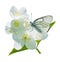 Butterfly on flowering jasmine