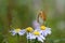 Butterfly on flowers