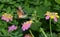 Butterfly on flowers