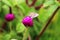 Butterfly on Flowers