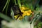 Butterfly and Flowers