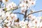 Butterfly on flowers. Atalanta butterfly Vanessa atalanta on the white flowers of almond trees in El Retiro Park in Madrid