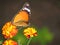 Butterfly, flowers and cross pollination