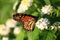 Butterfly with Flowers at Duke Garden