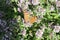 Butterfly on flowers with folded wings