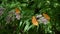 Butterfly on flowers in the Parco dei Monti Simbruini