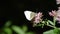 Butterfly on flowers in the Parco dei Monti Simbruini