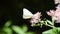 Butterfly on flowers in the Parco dei Monti Simbruini