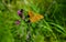 Butterfly on a Flowers in the sunshine in the summertime,Sweden