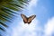 butterfly, fluttering its wings in flight, against blue sky