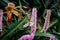 Butterfly fluttering on a plant