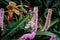 Butterfly fluttering on a plant in a garden