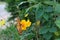 Butterfly flying around Yellow Mexican Aster Cosmos bipinnatus in lovely