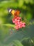 Butterfly flying on the flower nature animal insect