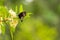 Butterfly flying on the flower nature in the rays of sunlight in summer in the spring close-up of a macro,