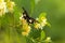 Butterfly flying on the flower nature in the rays of sunlight in summer in the spring close-up of a macro,