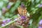 Butterfly foraging in lavender