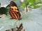 Butterfly in a forest with blurred background