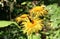 Butterfly and forest flowers