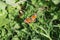 Butterfly in a forest near Paris in France, Europe