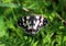 Butterfly galathea melanargia flying above green grass wings