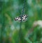 Butterfly galathea melanargia at the green grass cute