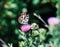 Butterfly galathea melanargia at the green grass cute