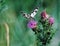 Butterfly galathea melanargia at the green grass cute