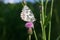 Butterfly galathea melanargia at pink flower