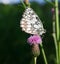 Butterfly galathea melanargia at pink flower