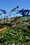 Butterfly Garden at The Flower Fields in Spring in Carlsbad, California