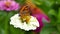 Butterfly on garden flower - Small tortoiseshell Aglais urticae  on white zinnia elegance